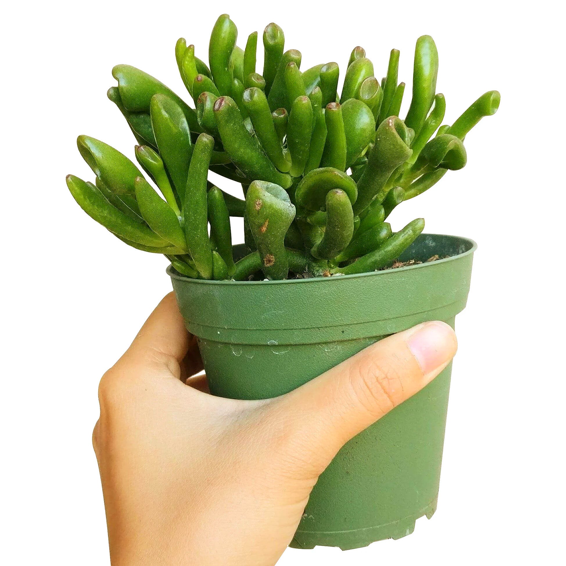 Crassula ovata - Tube Leaf Jade, Hobbit Jade, Ogre Ears