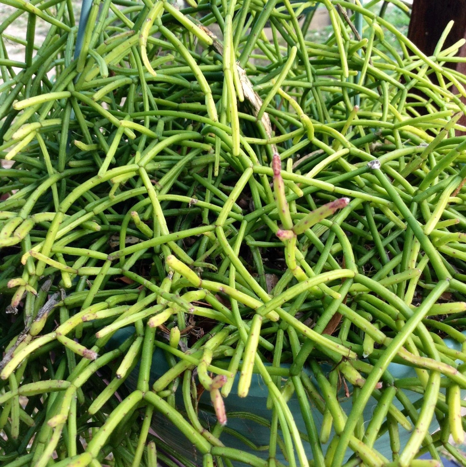 Rhipsalis teres - Wickerware Cactus