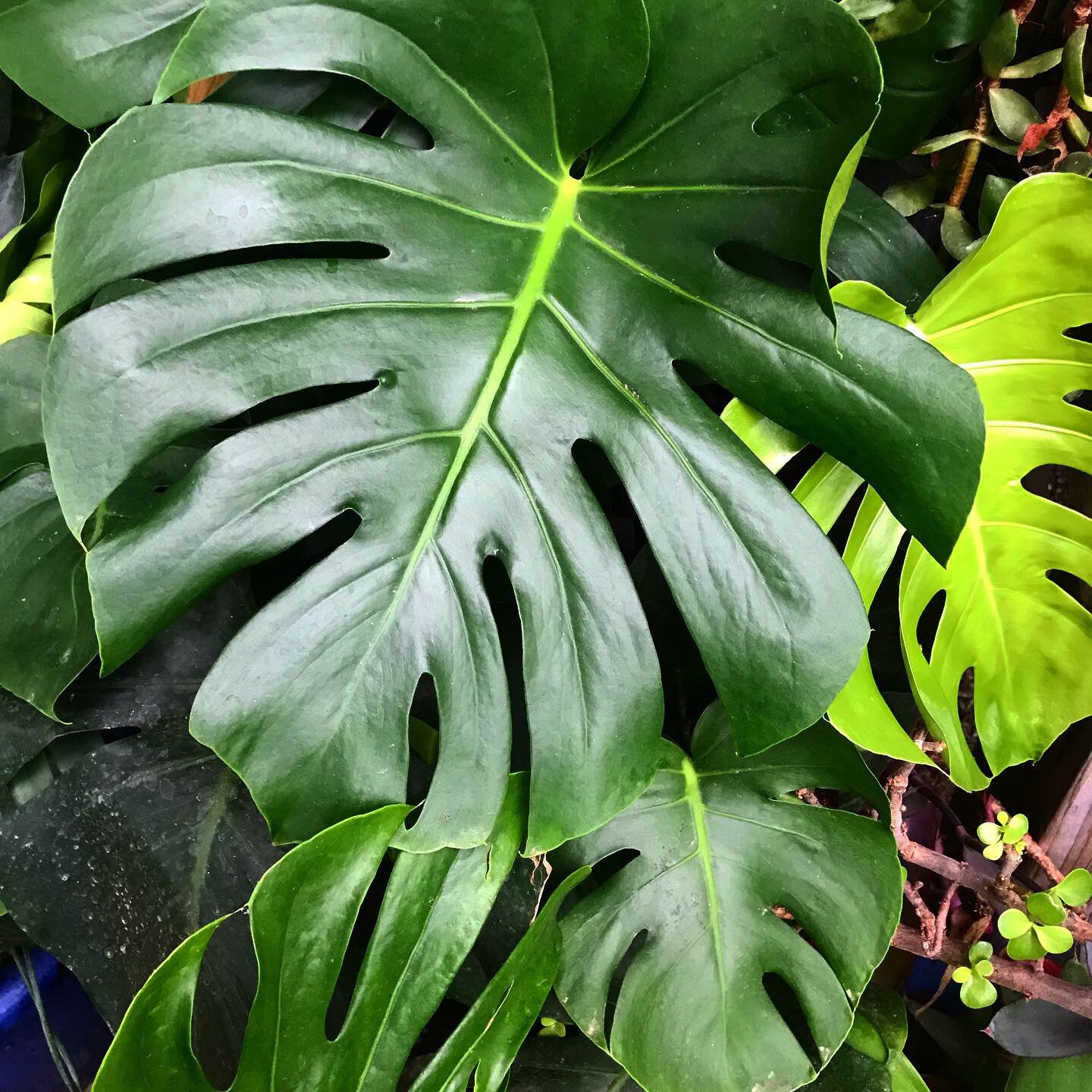 Monstera deliciosa
