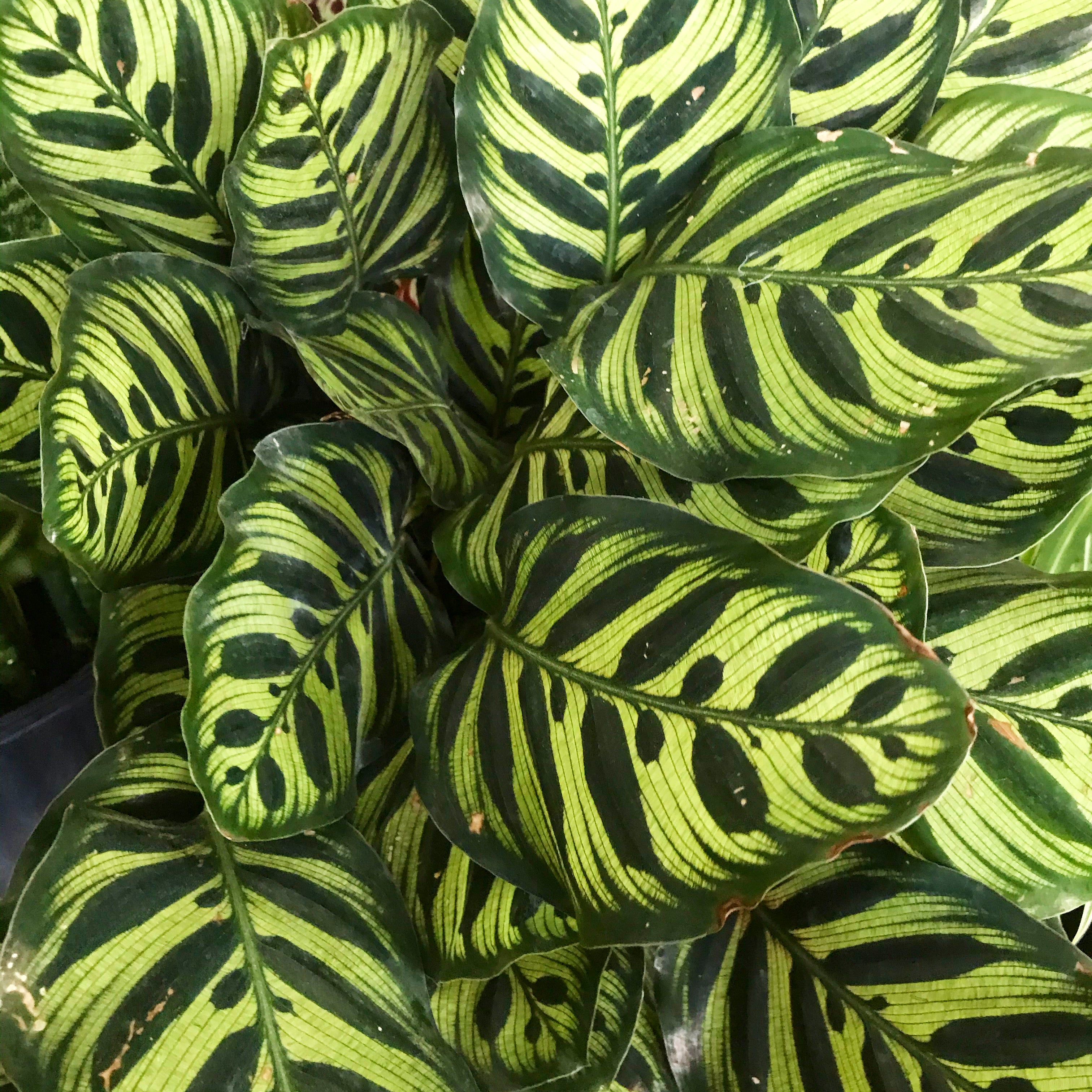 Geoppertia makoyana - Peacock Calathea
