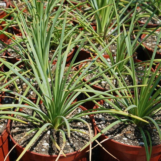 Agave stricta