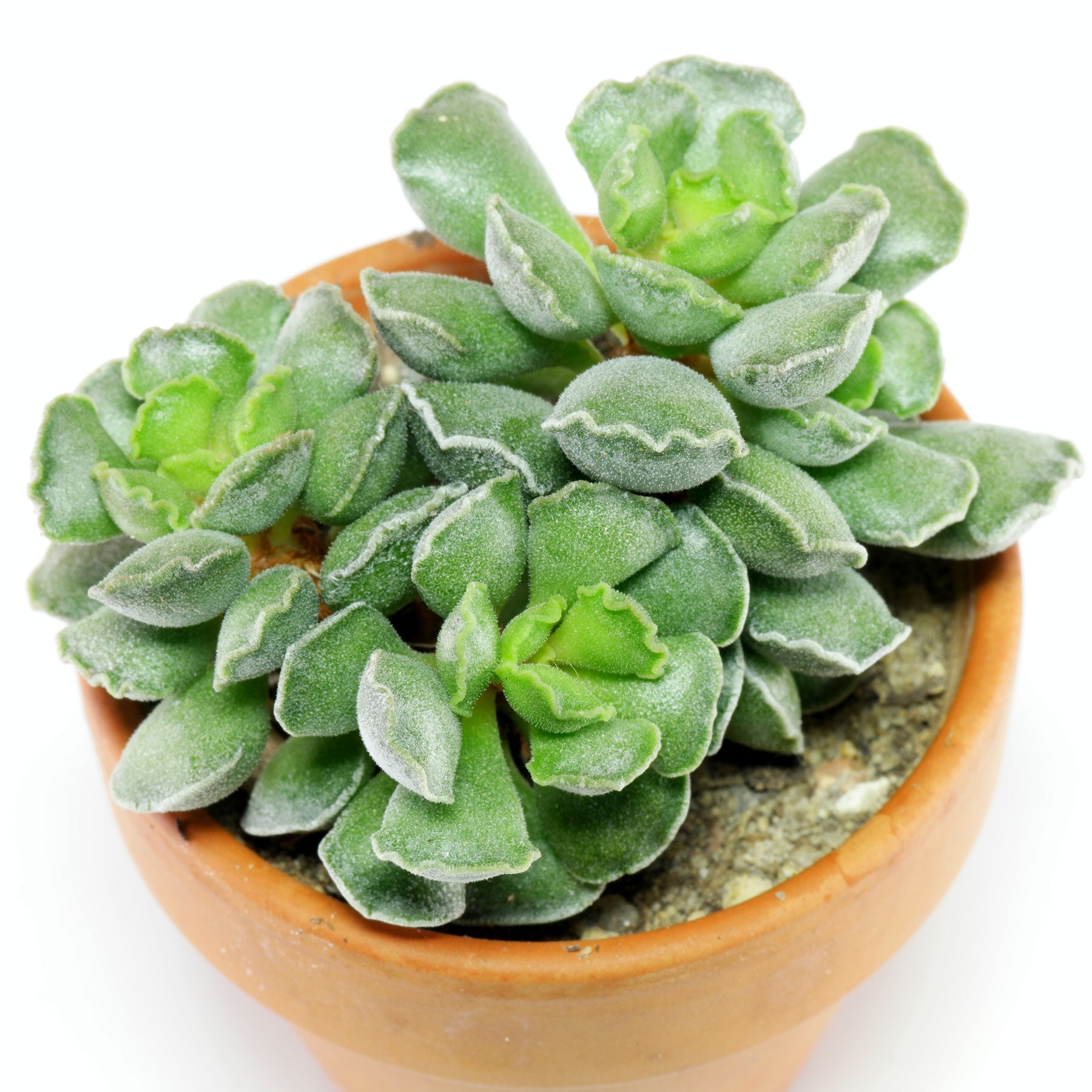 Adromischus cristatus - Crinkle-Leaf Plant, Key Lime Pie