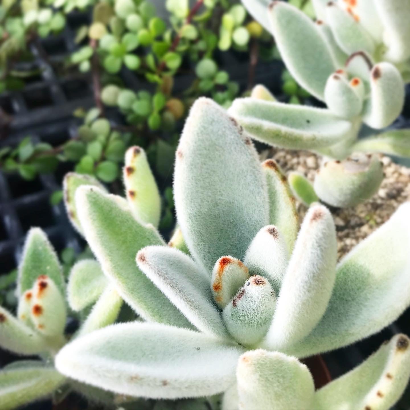 Kalanchoe tomentosa - Panda Plant