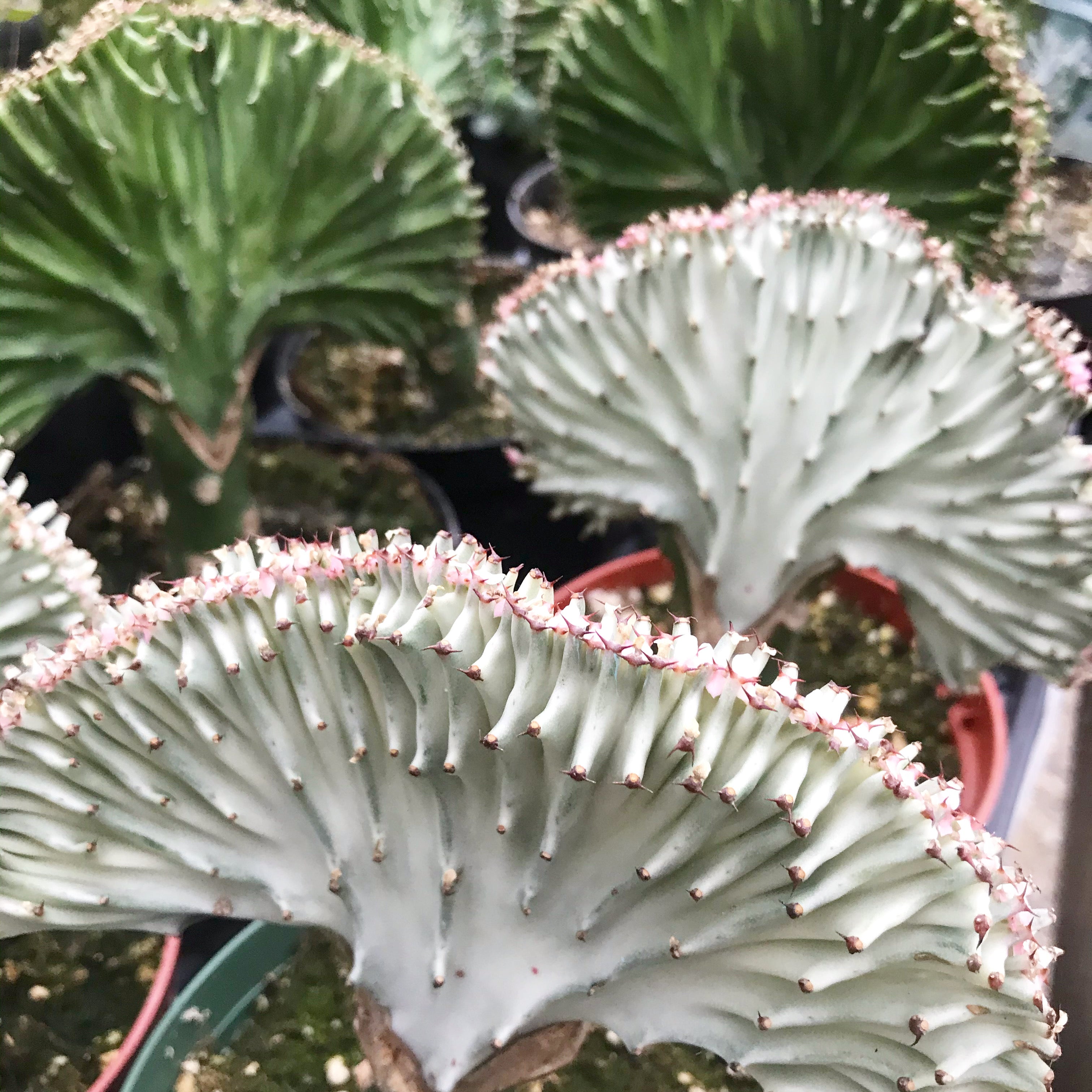 Euphorbia lactea - Crest-Grafted Cactus