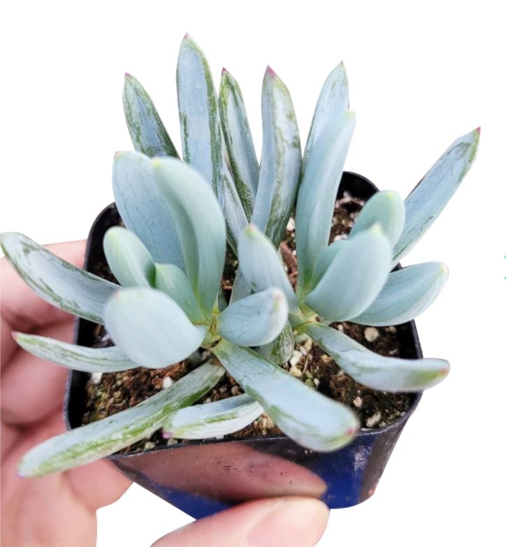 Senecio mandraliscae - Blue Chalksticks