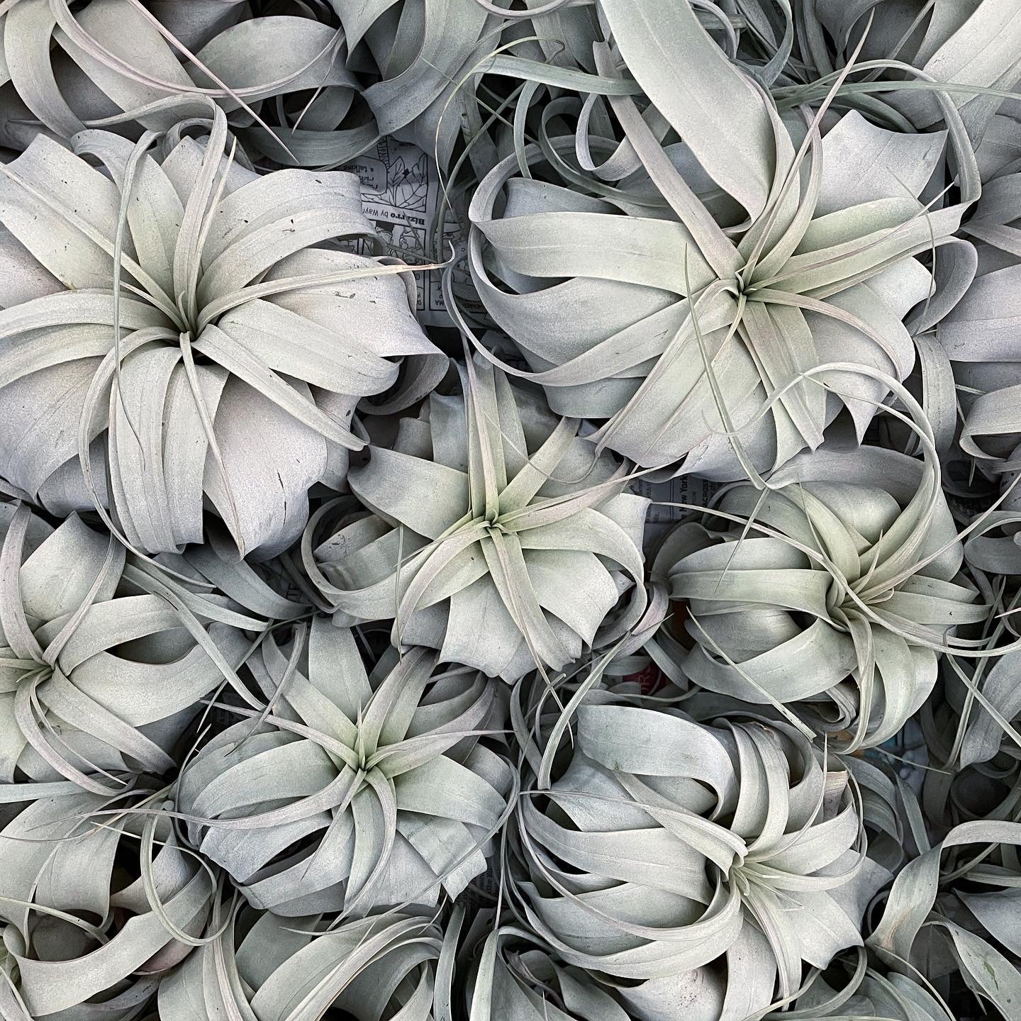 Tillandsia Xerographica - Airplant