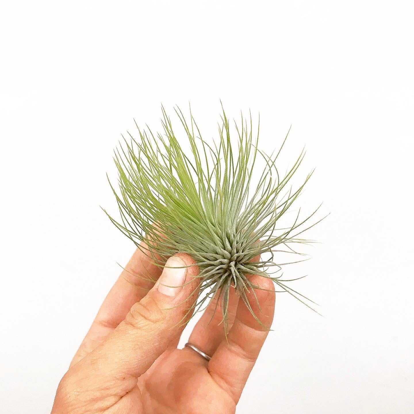 Tillandsia andreana - Airplant