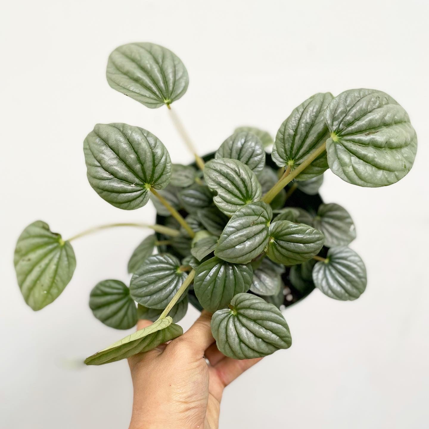 Peperomia caperata - Silver Frost Peperomia, Silver Peperomia