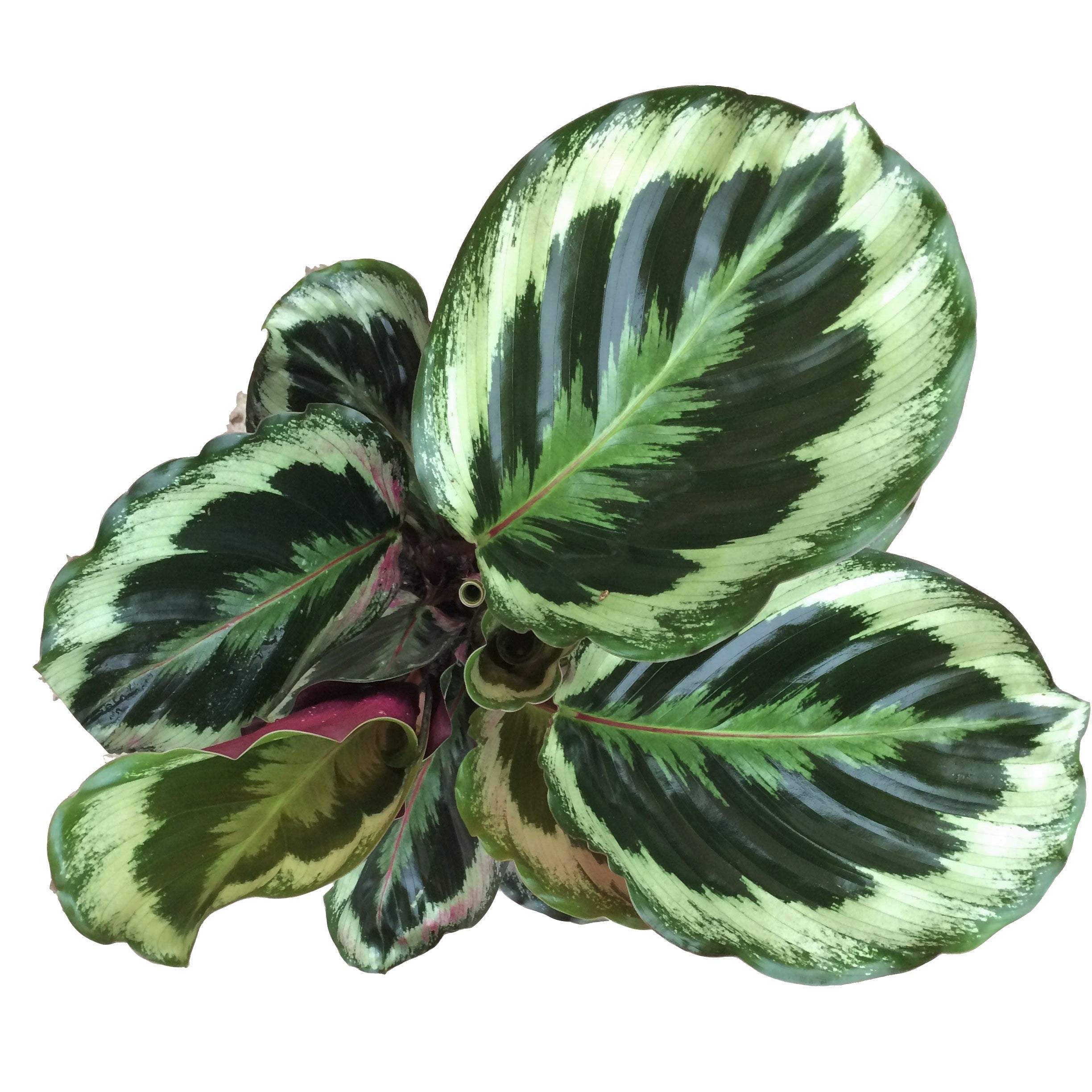Geoppertia veitchiana - Medallion Calathea