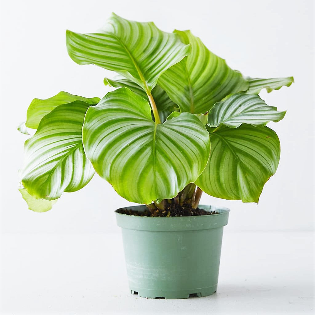 Calathea orbifolia