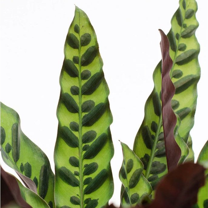 Geoppertia insignis - Rattlesnake Calathea