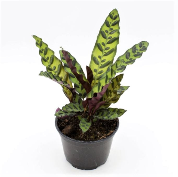 Geoppertia insignis - Rattlesnake Calathea