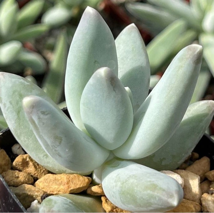 Pachyphytum coeruleum