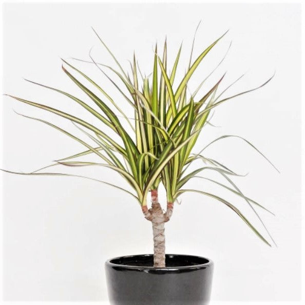 Dracaena marginata 'Sun Ray' - Dragon Tree