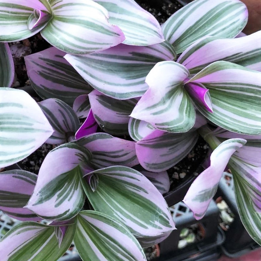 Tradescantia albiflora 'Nanouk' - Wandering Jew, Spiderwort