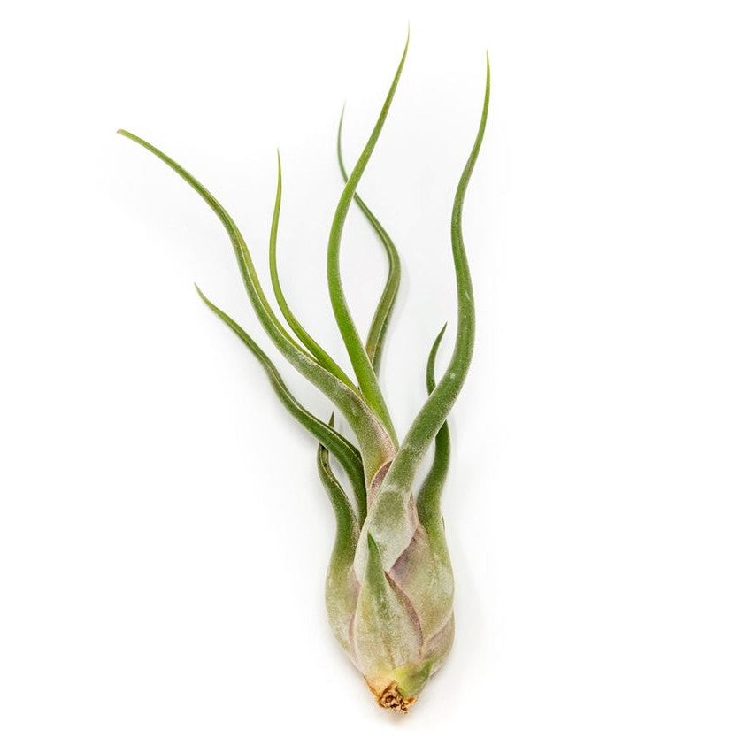 Tillandsia caput medusae - Airplant