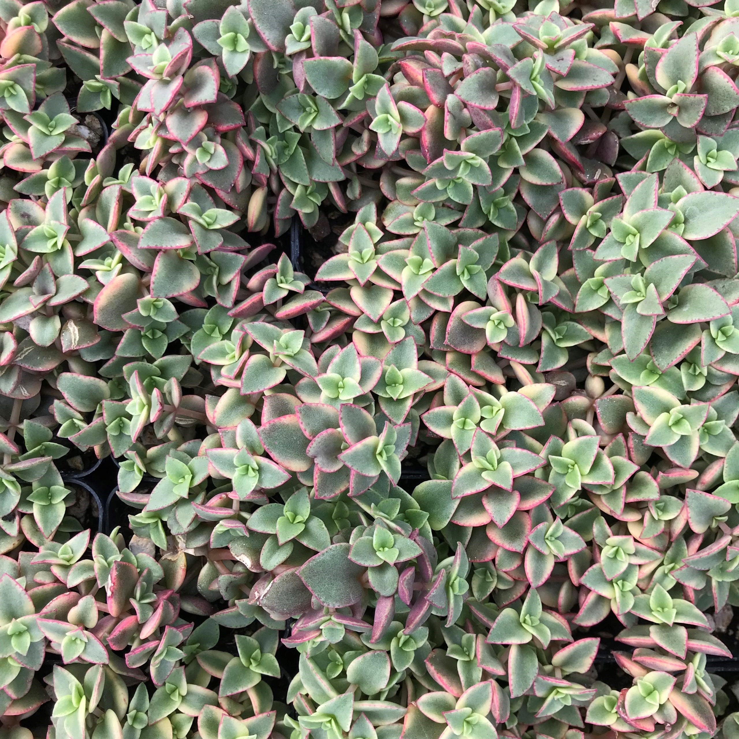Crassula pellucida ssp. marginalis - Calico Kitten