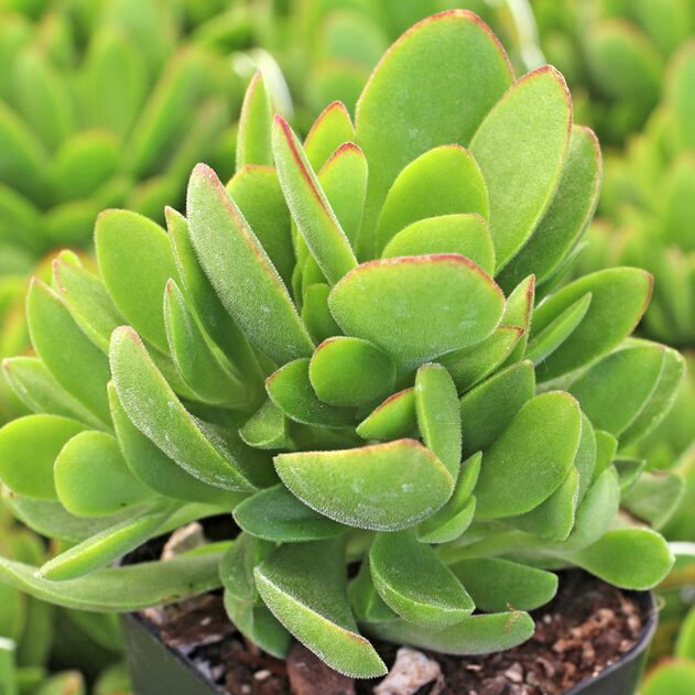 Crassula ovata 'Money Maker' - Jade