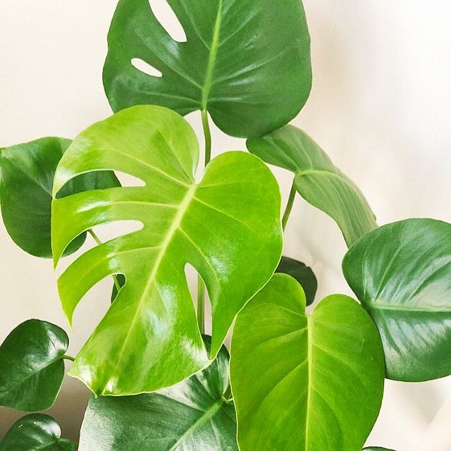 Monstera deliciosa
