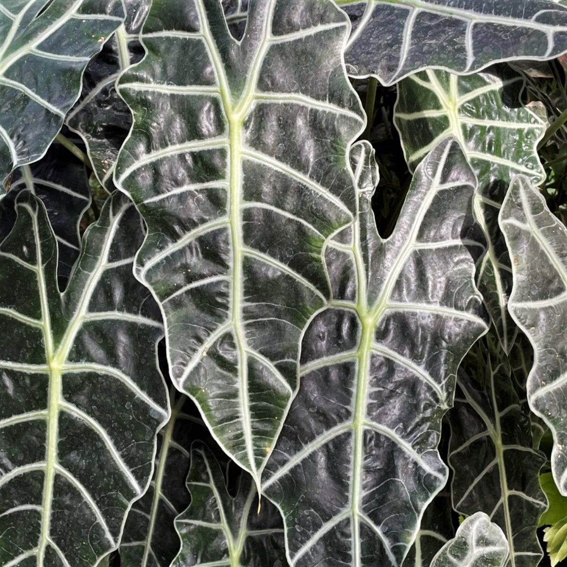 Alocasia amazonica (dwarf variety) - 'Polly'