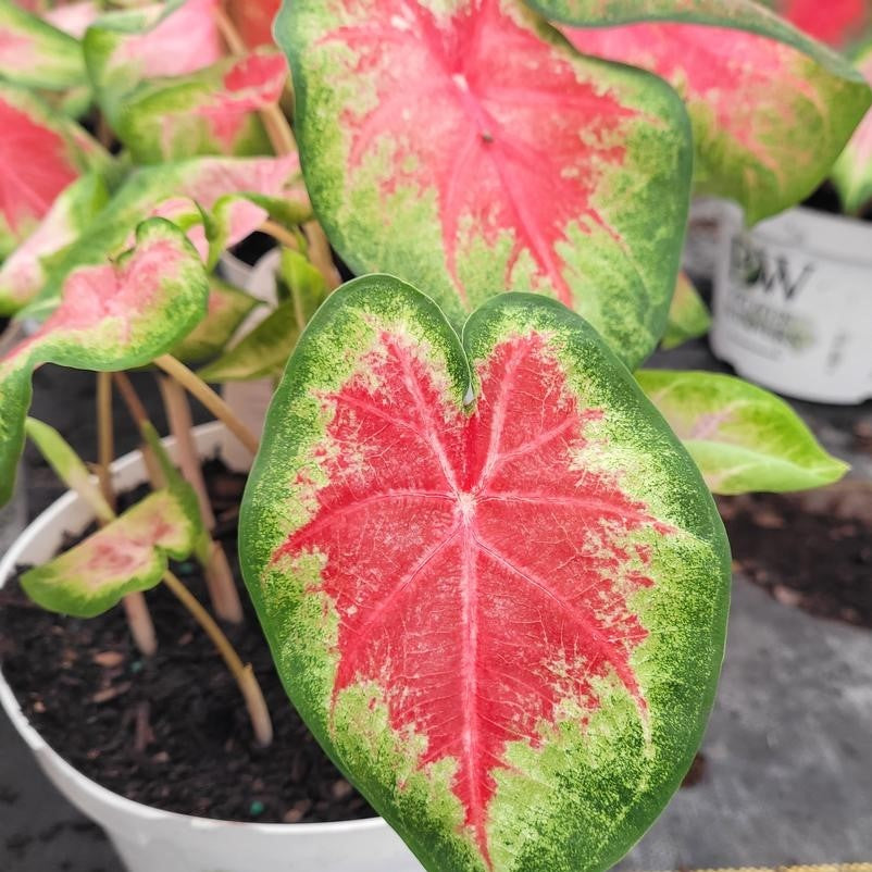 Caladium hortulanum 'Rose Glow' - Elephant Ear