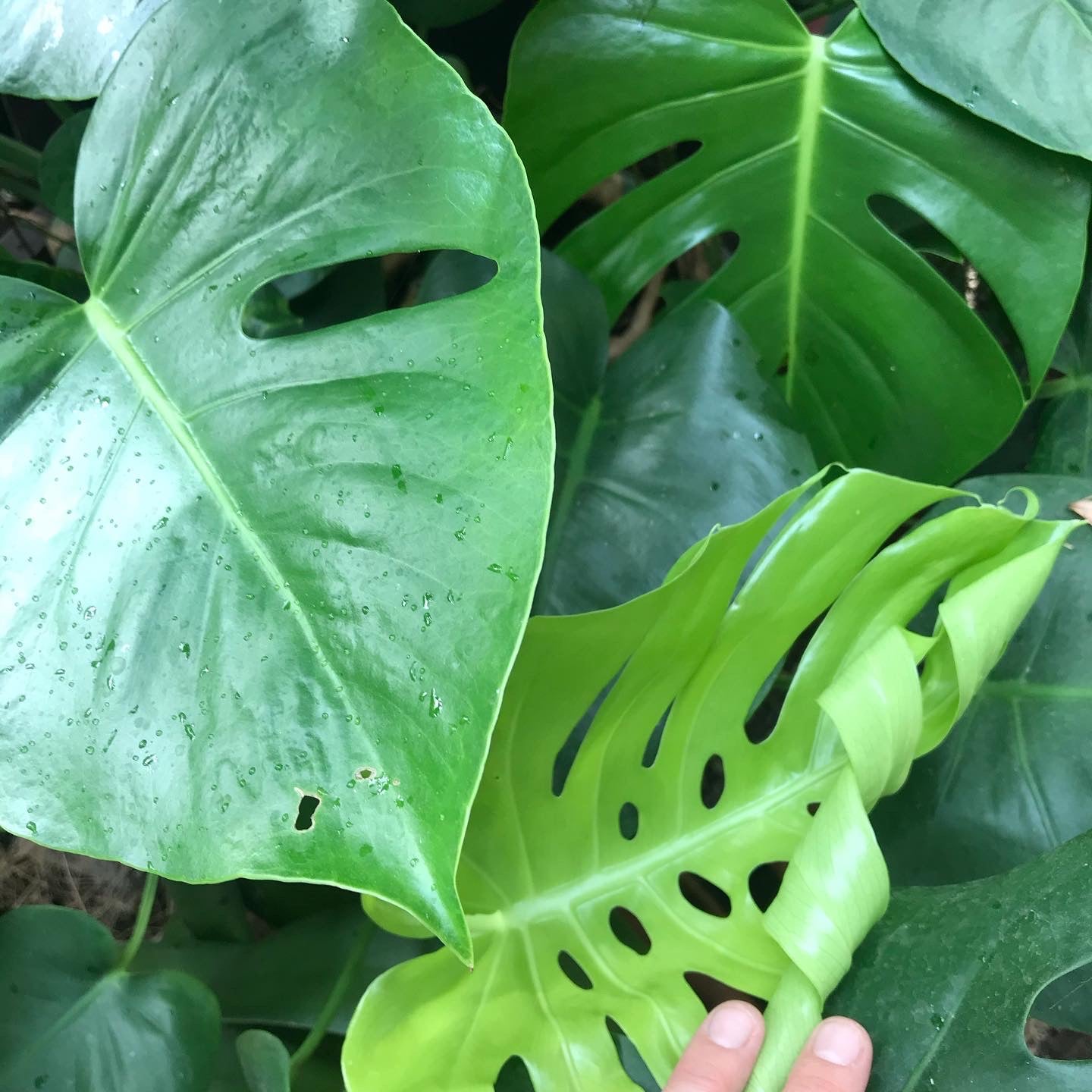 Monstera deliciosa