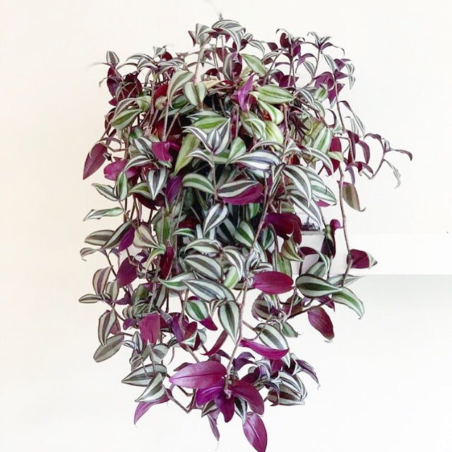 Tradescantia zebrina 'Silver Plus' - Wandering Jew, Spiderwort