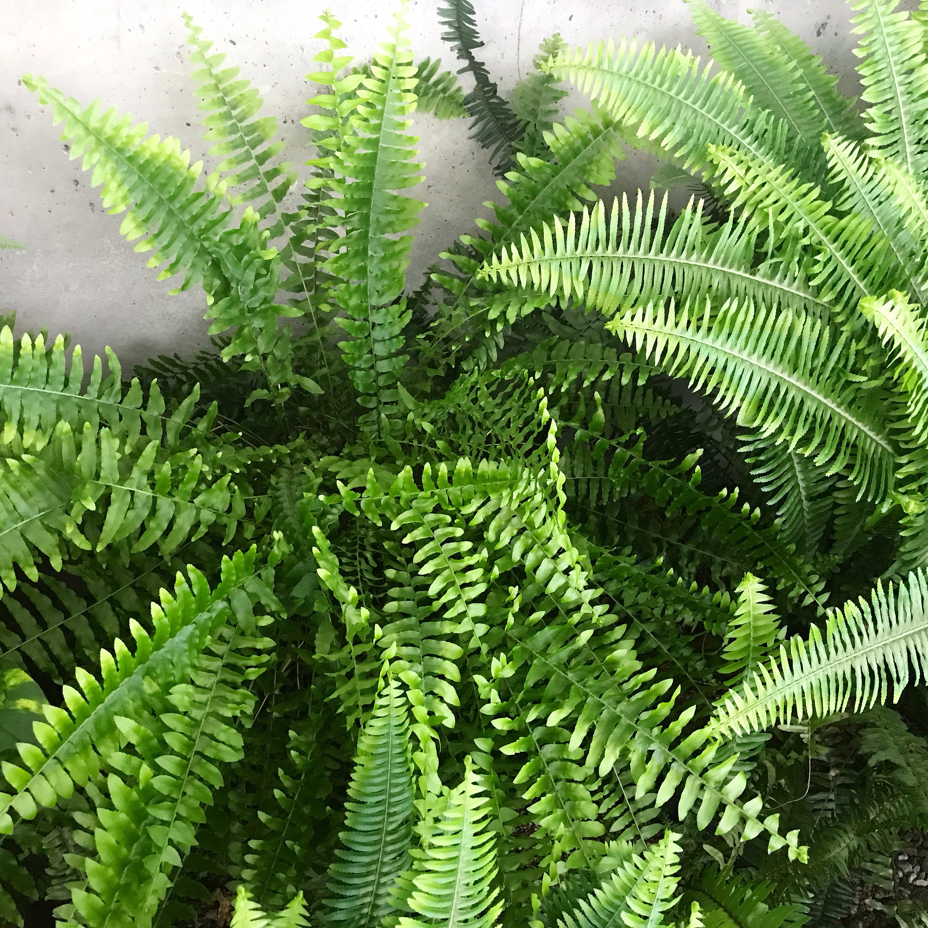 Nephrolepis exaltata - Boston Fern, Sword Fern