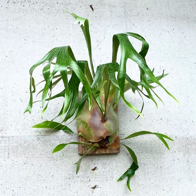 Platycerium bifurcatum - Staghorn Fern, Elkhorn Fern