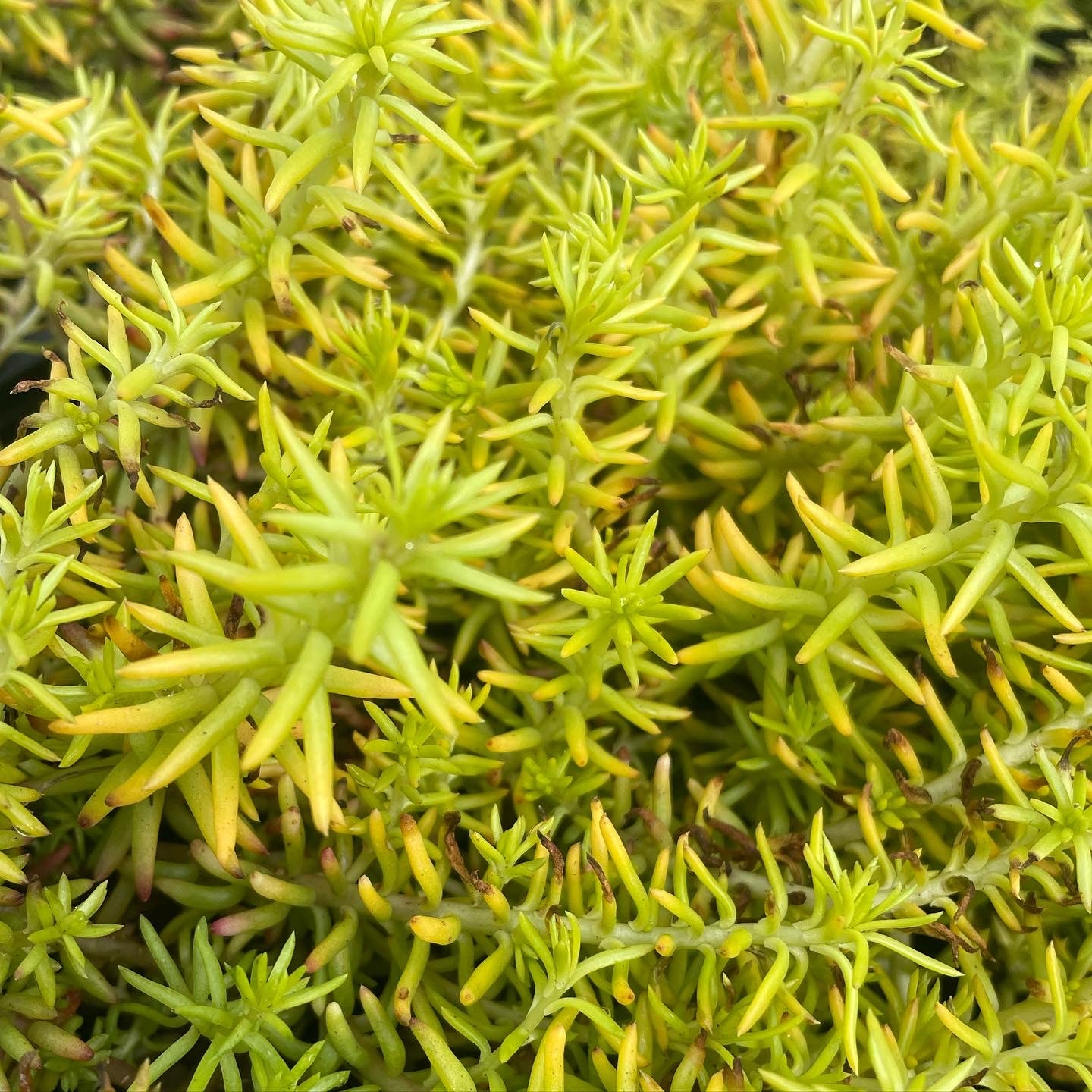 Sedum reflexum 'Sunsplash'