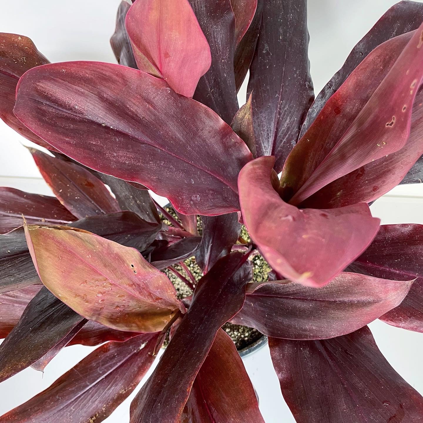 Cordyline fruticosa 'Auntie Lou' - Hawaiian Ti Plant