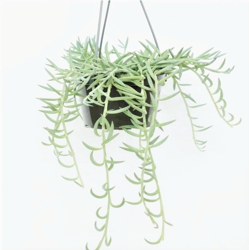Senecio radicans - String of Fish Hooks