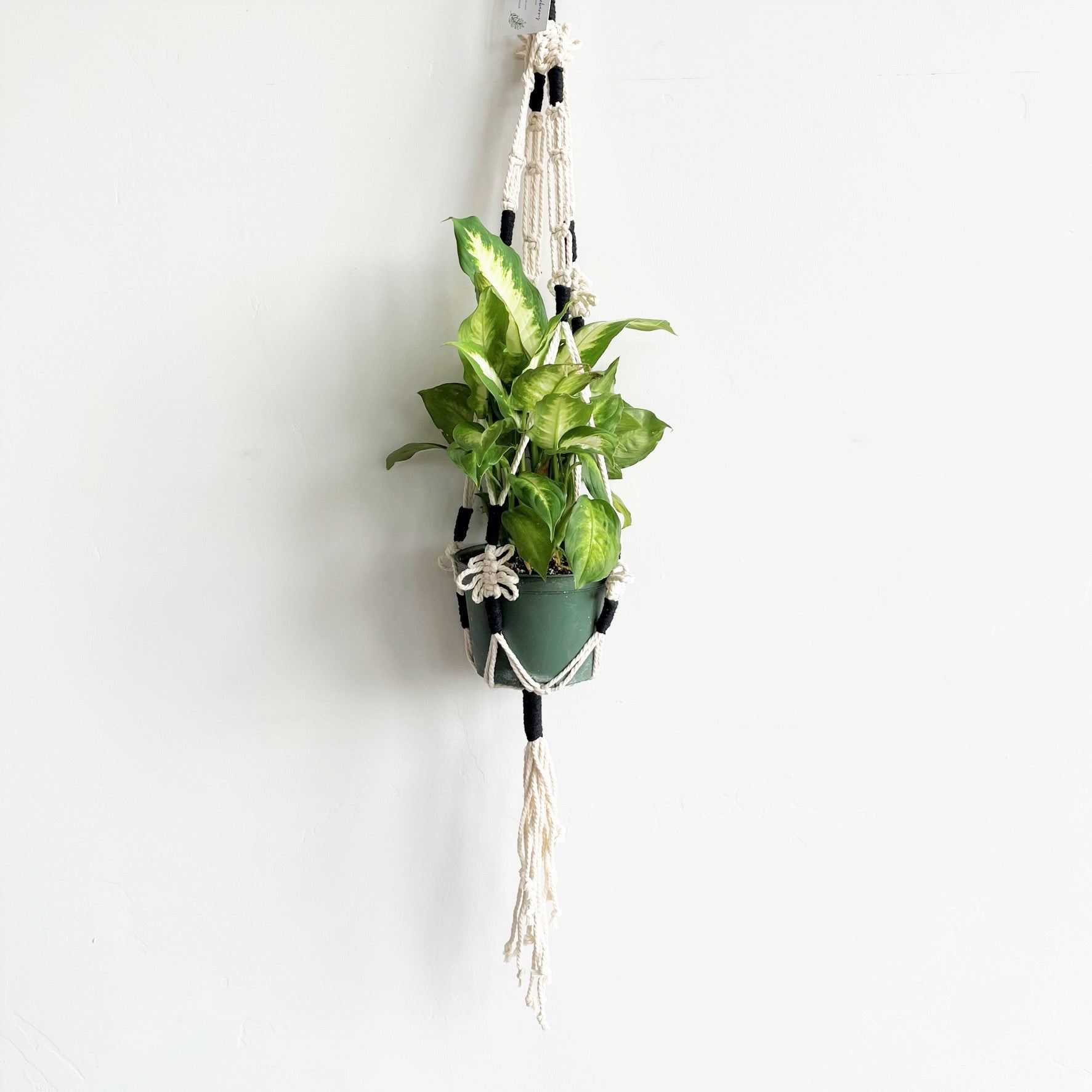 White with Black Detail Macramé Plant Hanger