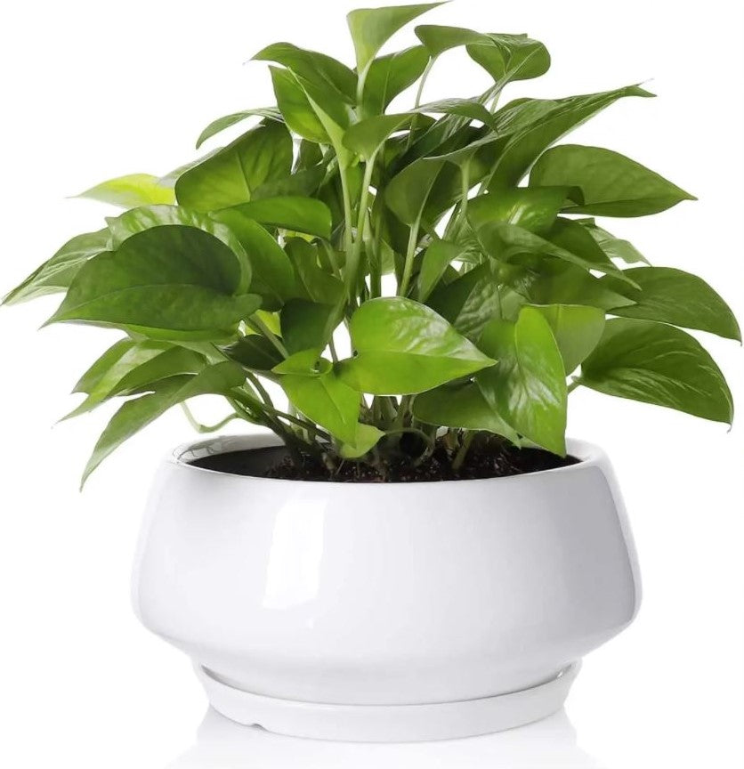 Squat White Ceramic Planter with Detached Saucer