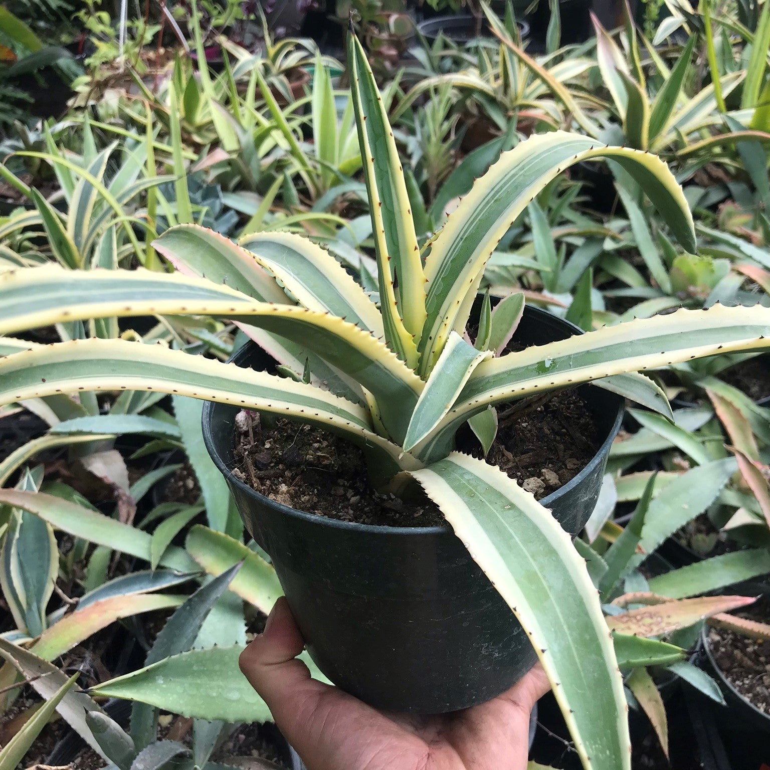 Agave americana variegata - Variegated Century Plant