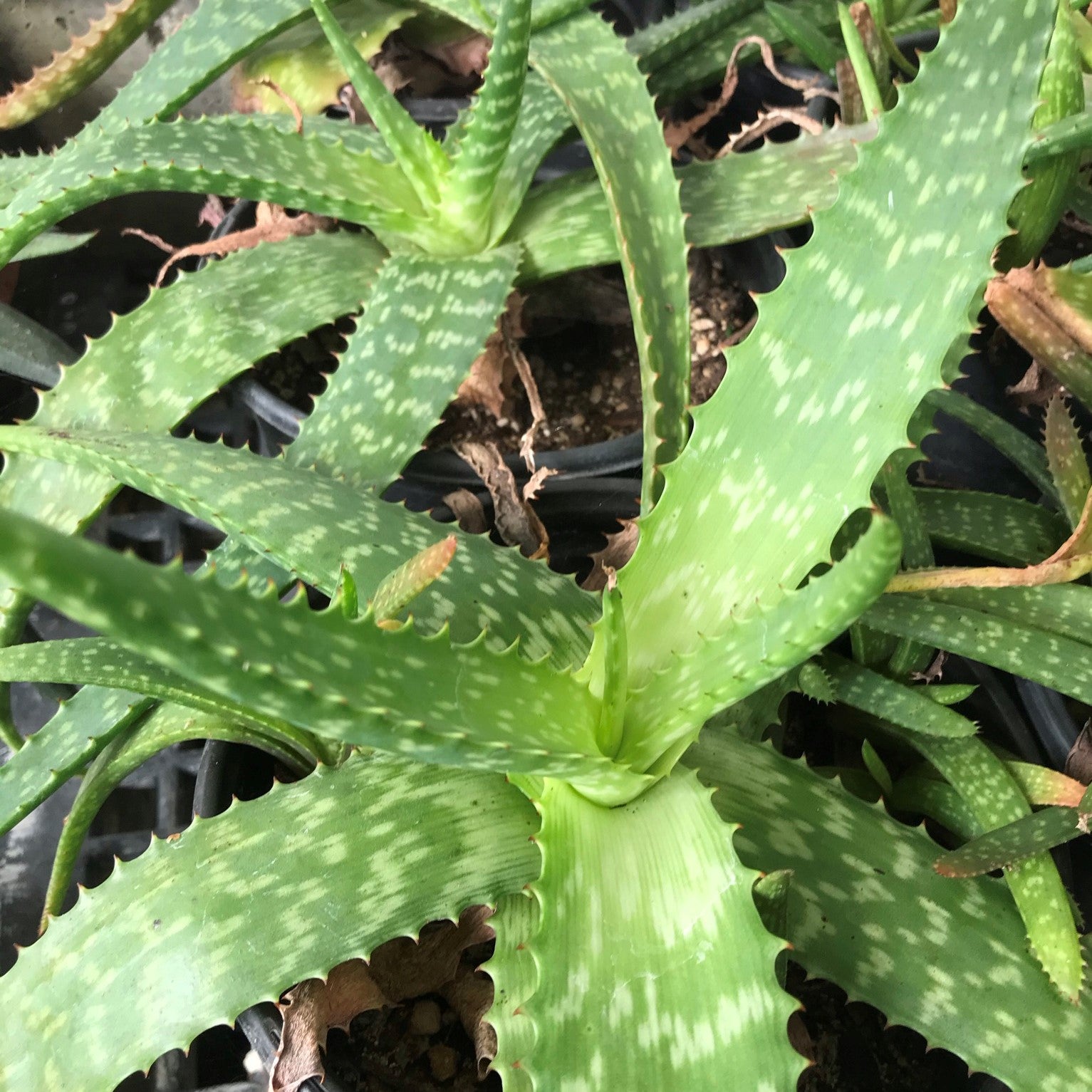 Aloe stinkatana - Sudan Aloe