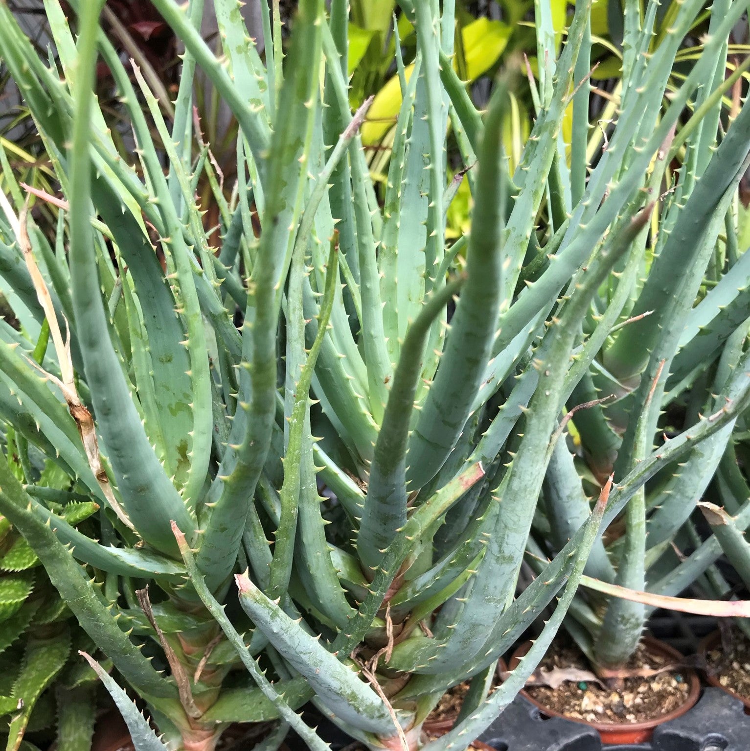 Aloe 'Blue Elf'