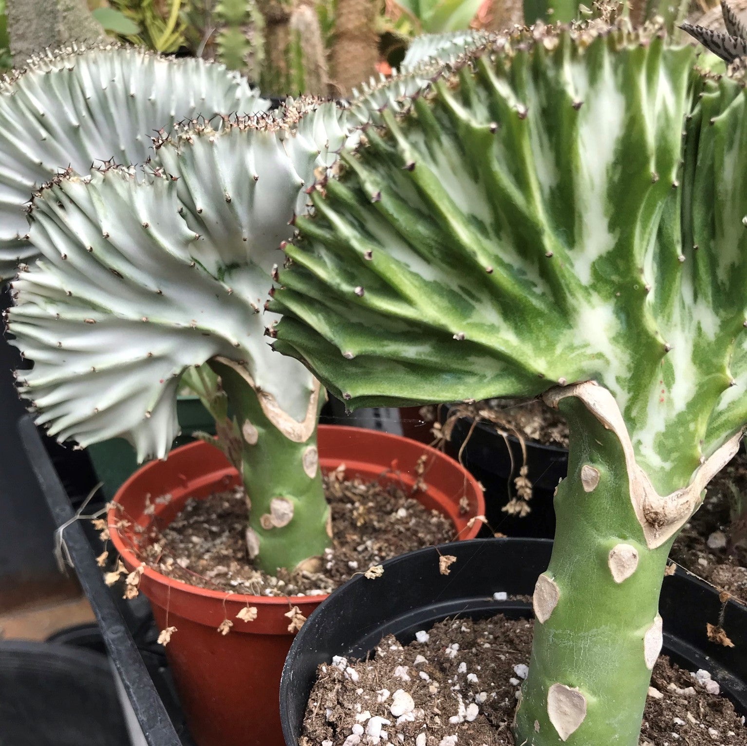 Euphorbia lactea - Crest-Grafted Cactus