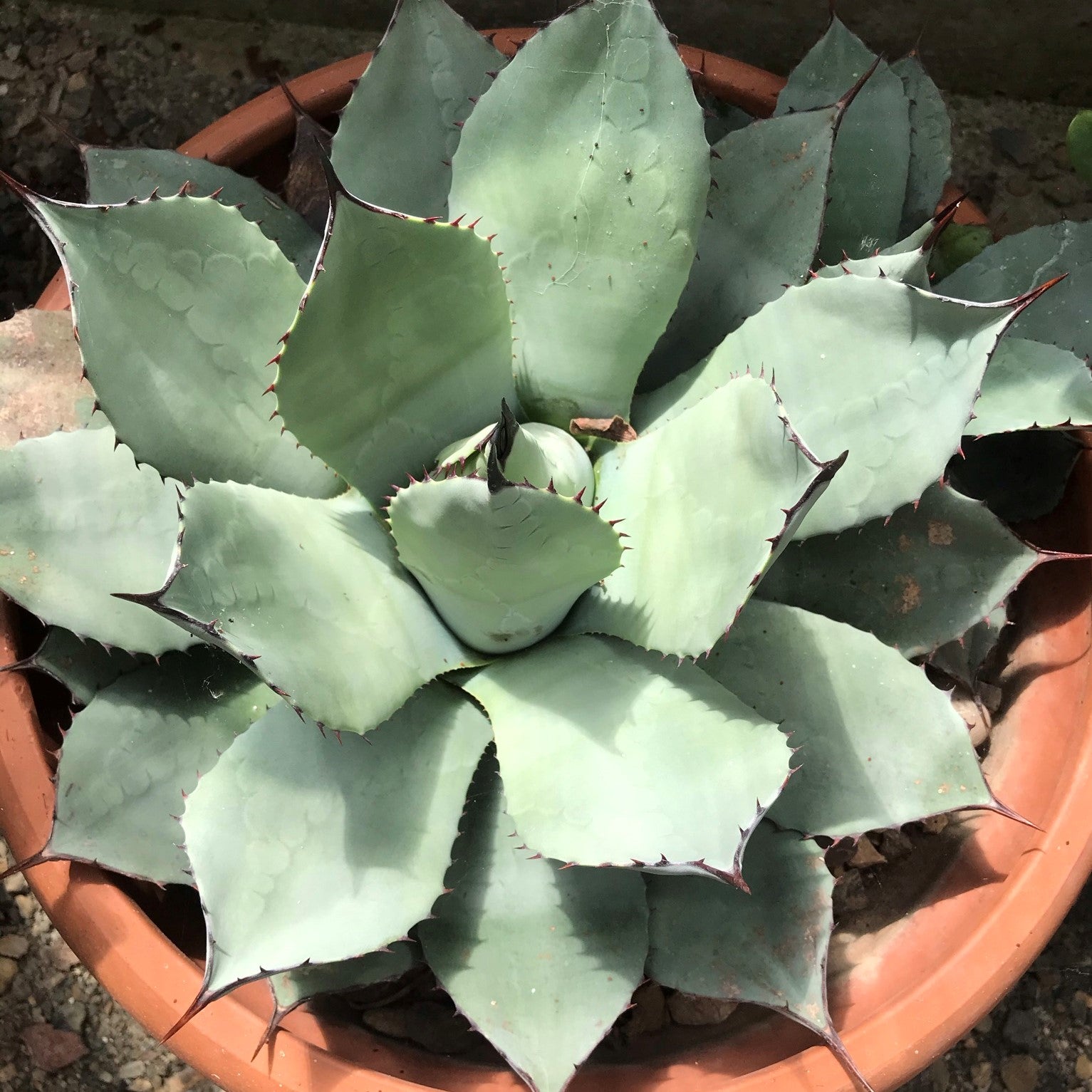 Agave potatorum v. verschaffeltii