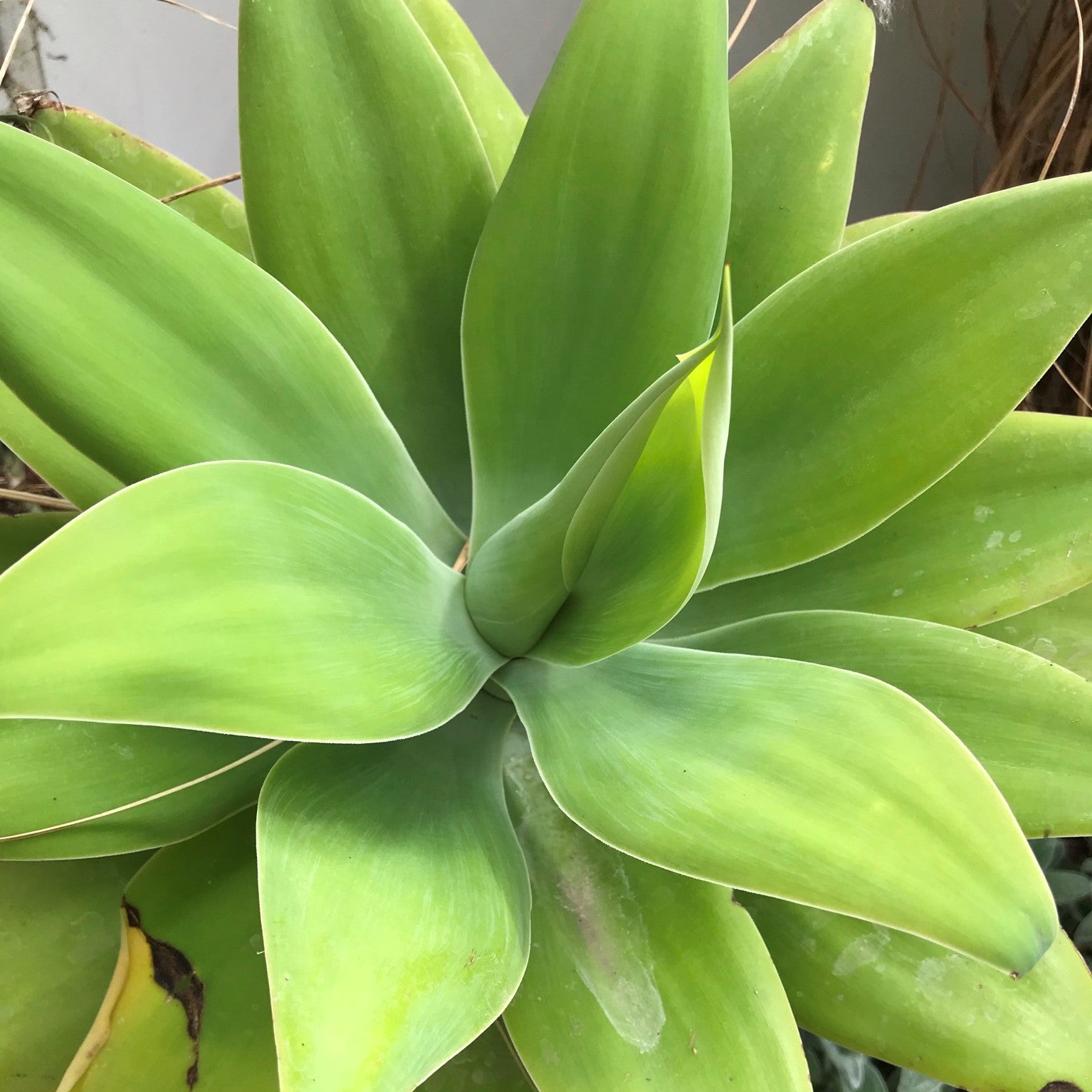 Agave attenuata - Foxtail Agave, Swan's Neck Agave