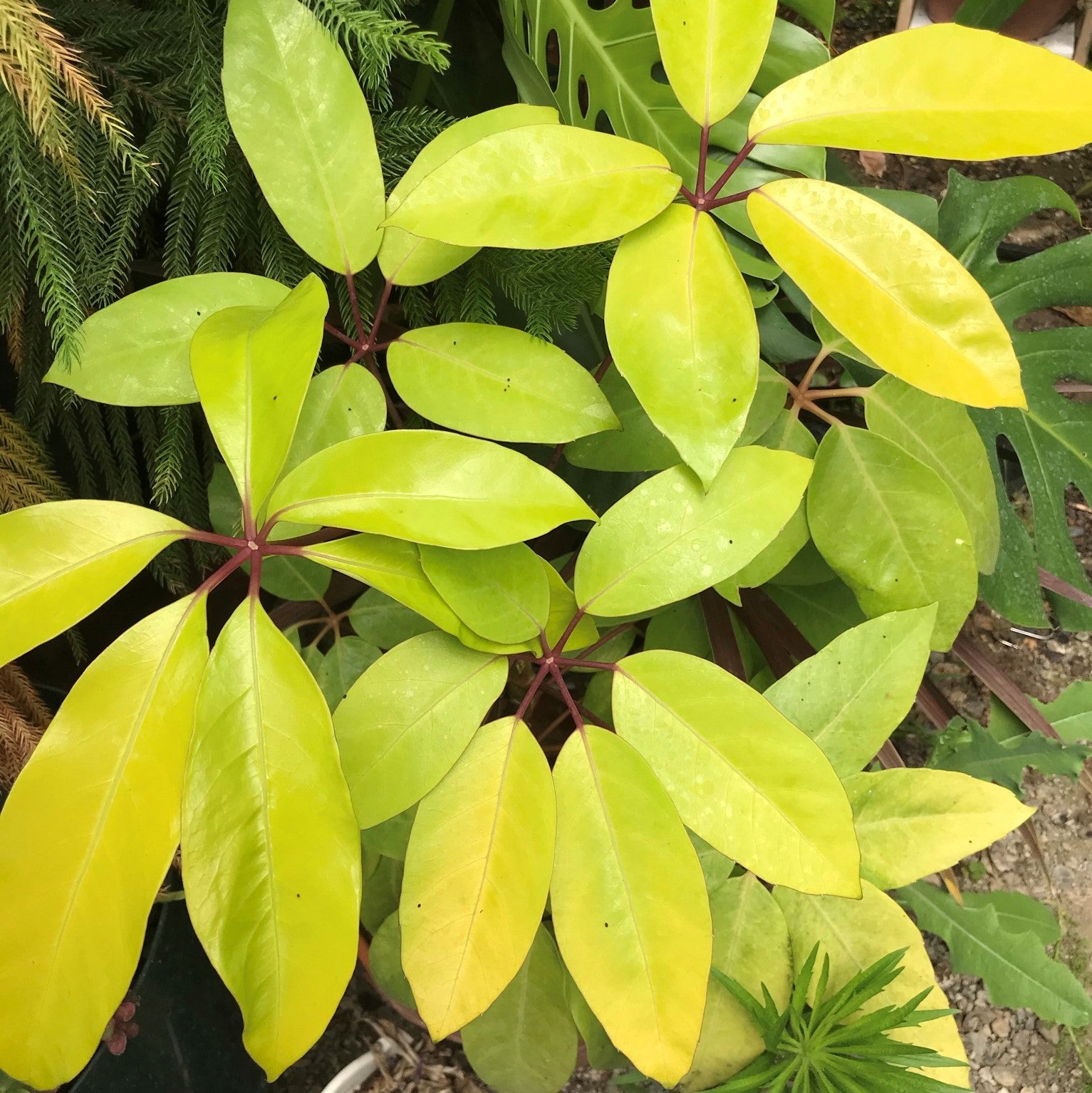 Heptapleurum actinophyllum - Schefflera 'Amate'