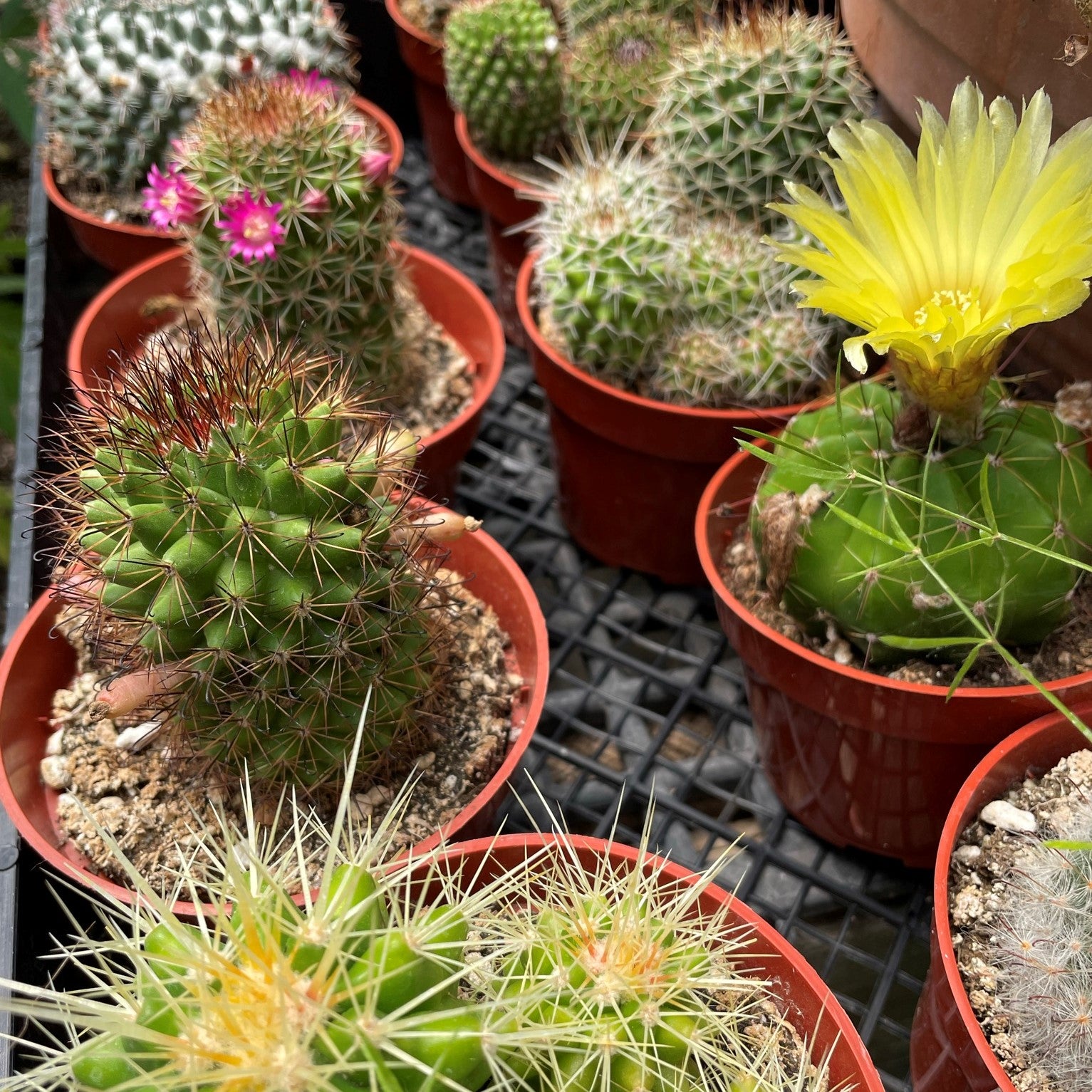 Cacti 4" - Assorted