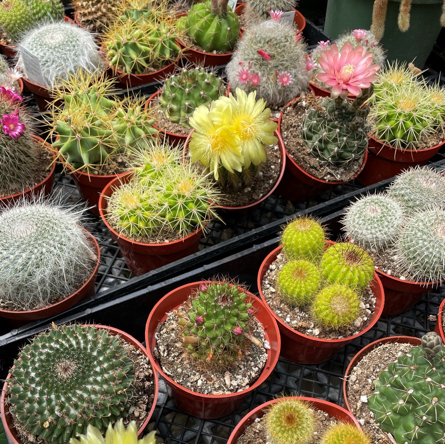 Cacti 4" - Assorted
