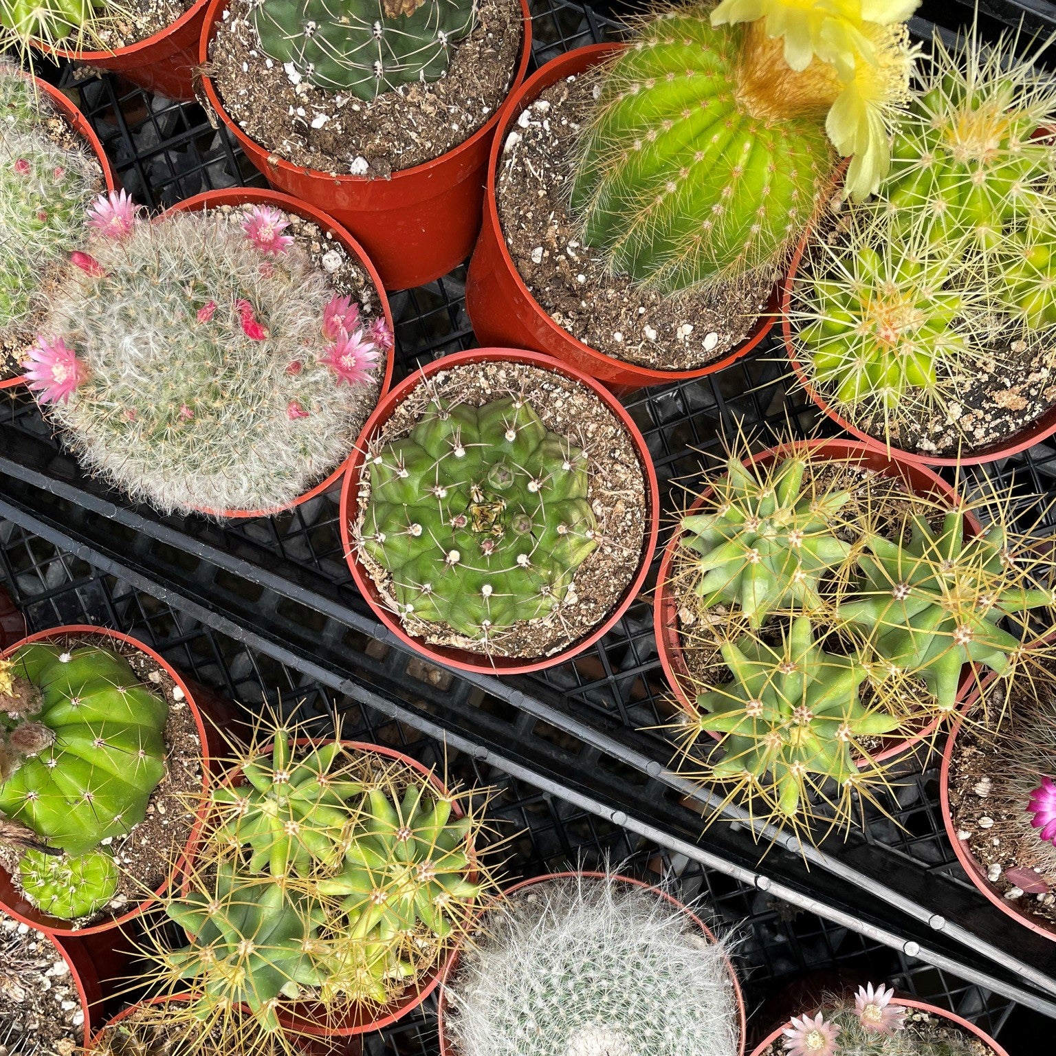 Cacti 4" - Assorted
