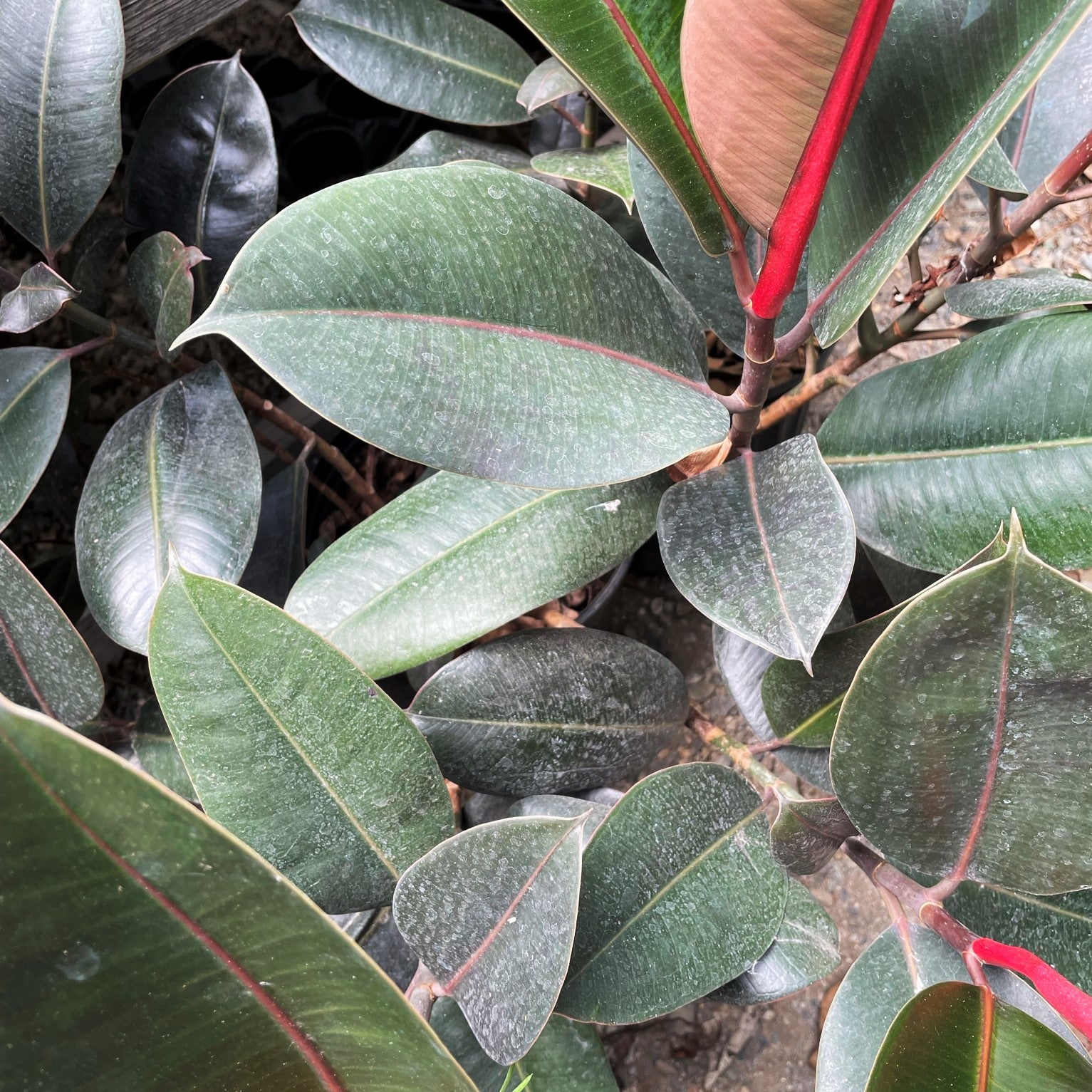 Ficus elastica 'Burgundy' - Rubber Tree