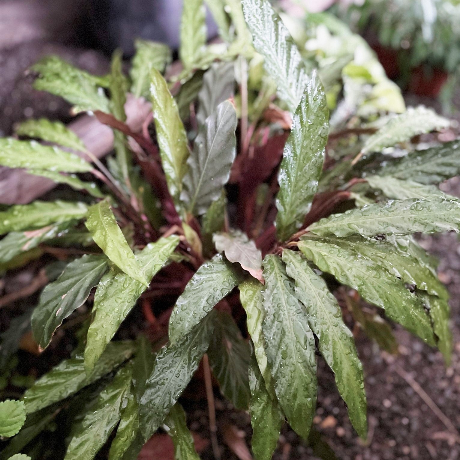 Geoppertia rufibarba - Velvet Calathea, Furry Feather Calathea