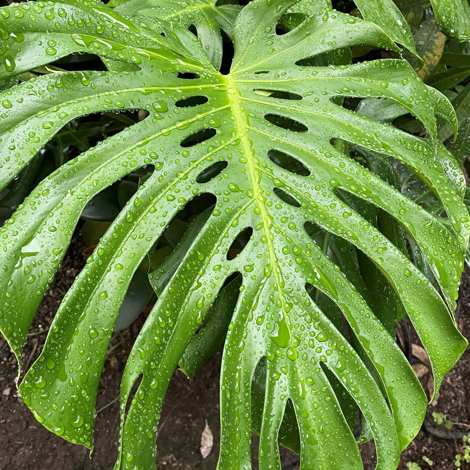 Monstera deliciosa