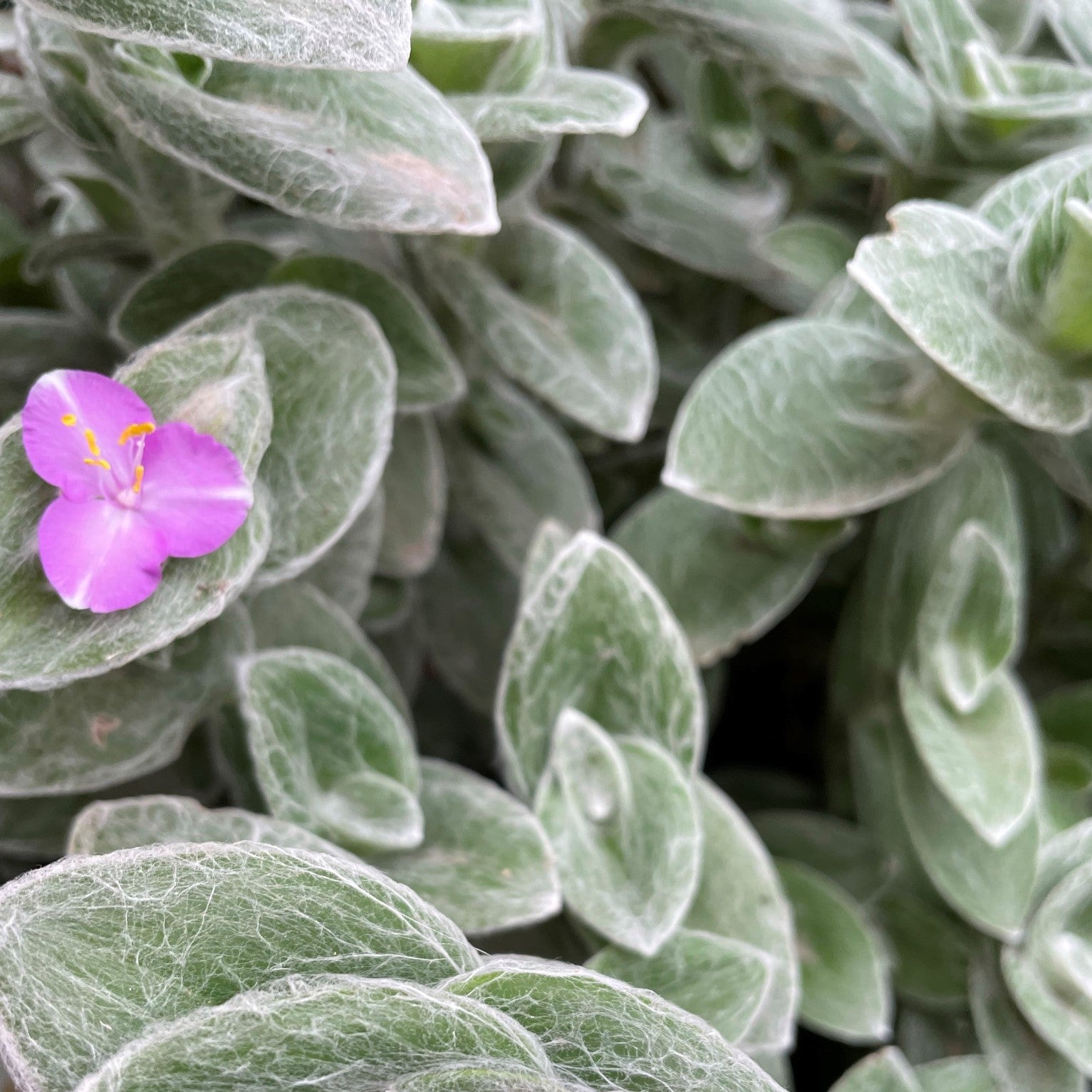 Tradescantia sillamontana ‘Cobweb’ - Wandering Jew, Spiderwort