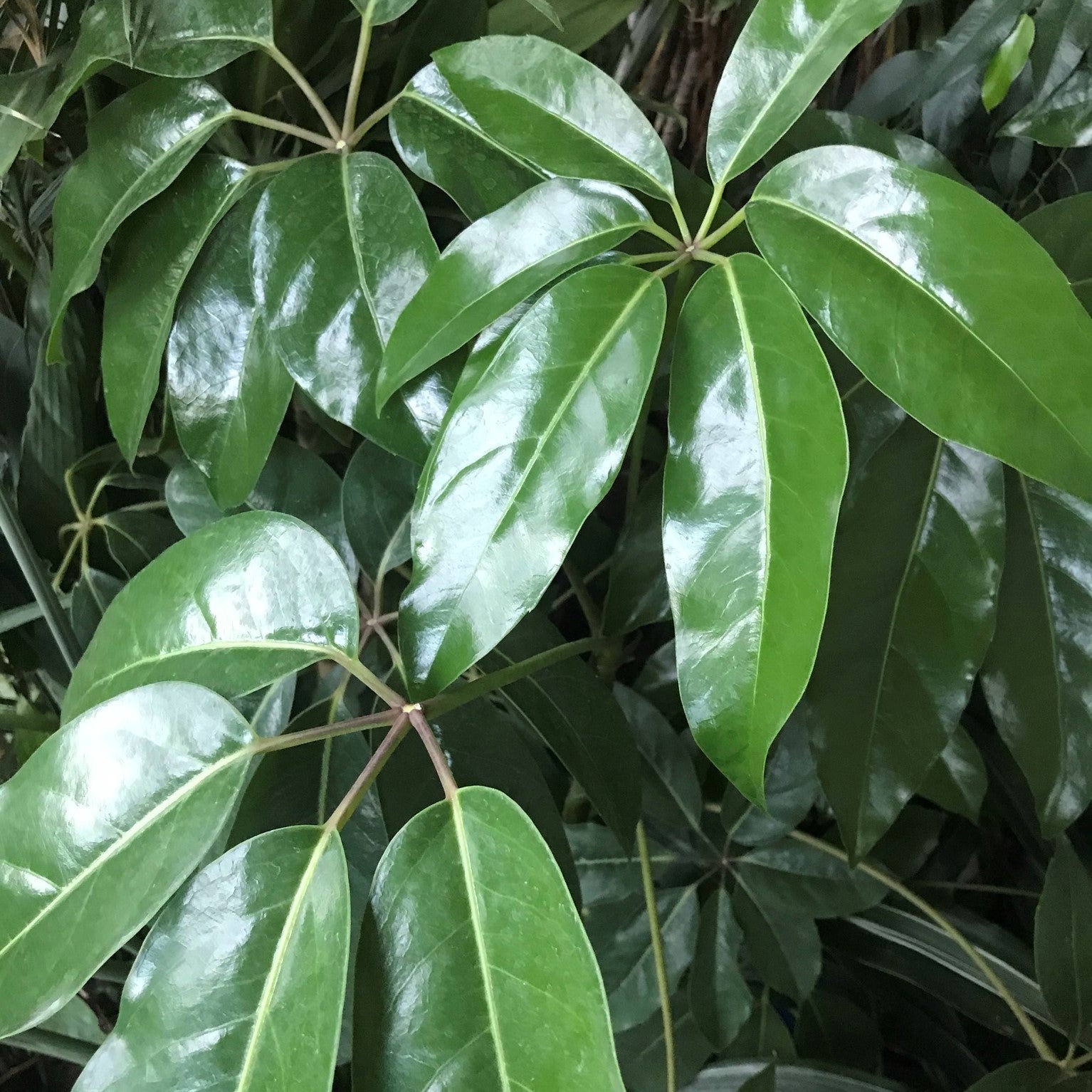Heptapleurum actinophyllum - Schefflera 'Amate'