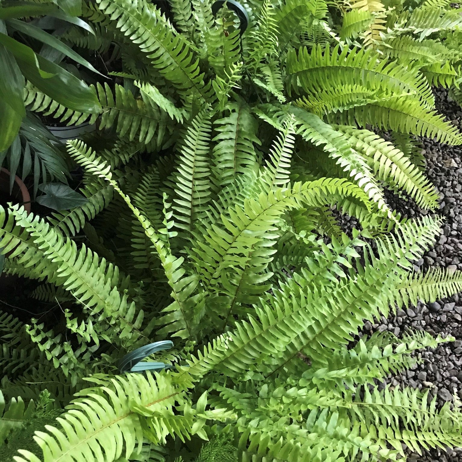 Nephrolepis exaltata - Boston Fern, Sword Fern